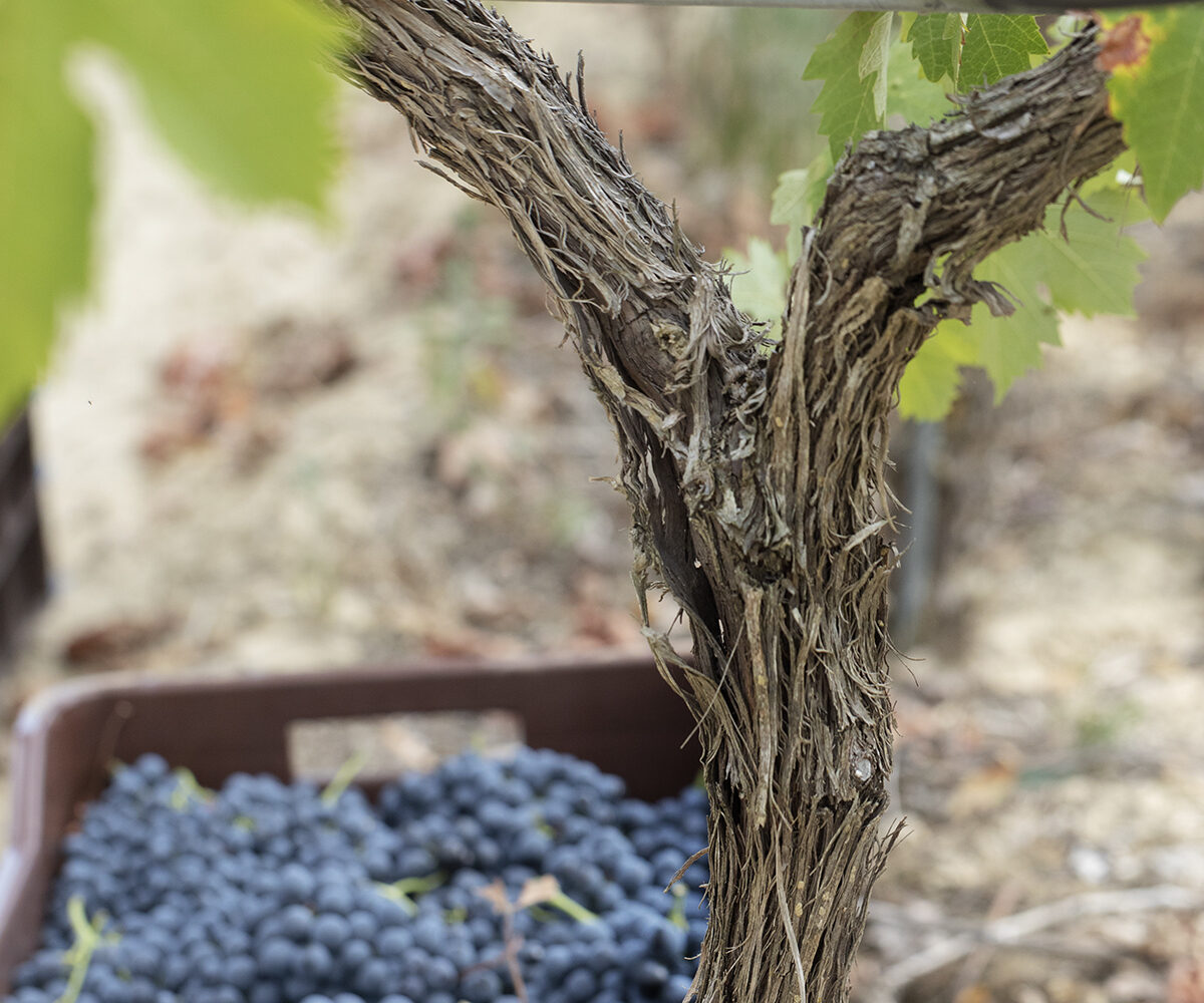 03632_STROFILIA_©_Margarita_Nikitaki_(LOW_RES)